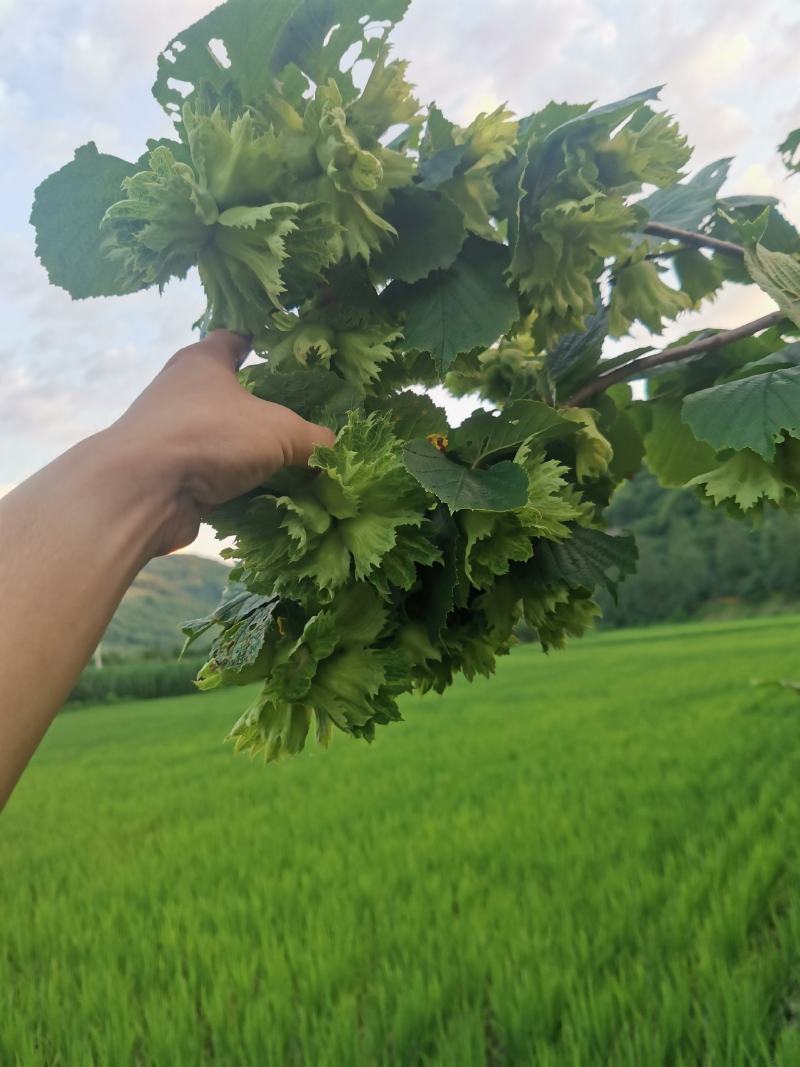 正宗桓仁老黑山大榛子批发！！！！！！！！！