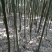 绿竹淡竹青竹钢竹菜架竹绿化用竹
