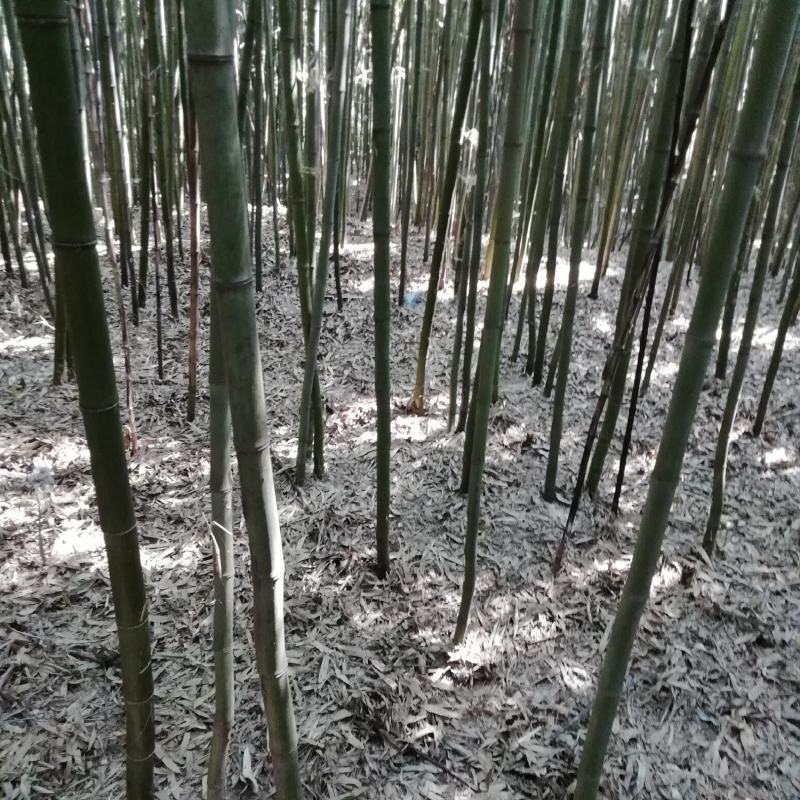绿竹淡竹青竹钢竹菜架竹绿化用竹