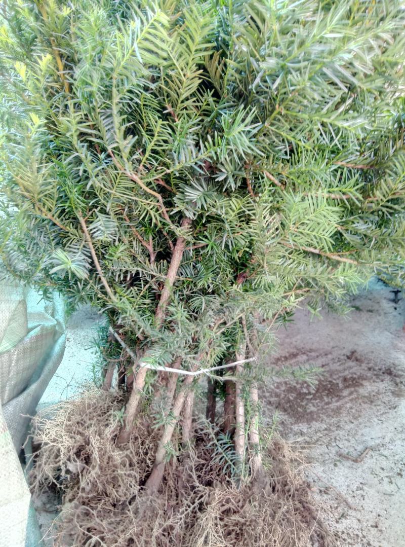 东北红豆杉70公分以上小树，移床定植根系发达，确保成活