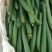 精品短丝瓜，品质优，口感好，欢迎老板来电咨询