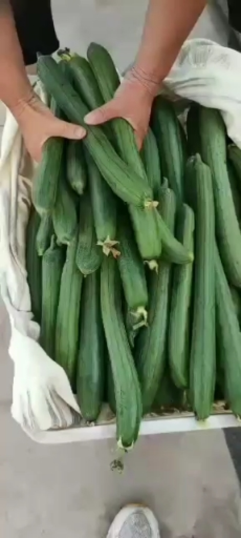 精品短丝瓜，品质优，口感好，欢迎老板来电咨询