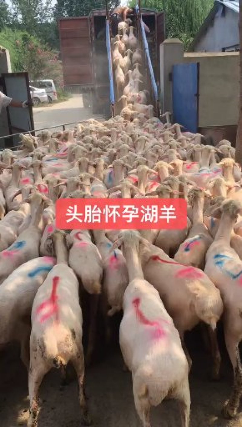 纯种杜泊绵羊活体大型成年种羊怀孕母羊黑头白头小羊羔杜泊绵