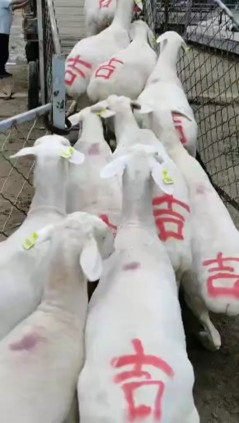 纯种杜泊绵羊活体大型成年种羊怀孕母羊黑头白头小羊羔杜泊绵