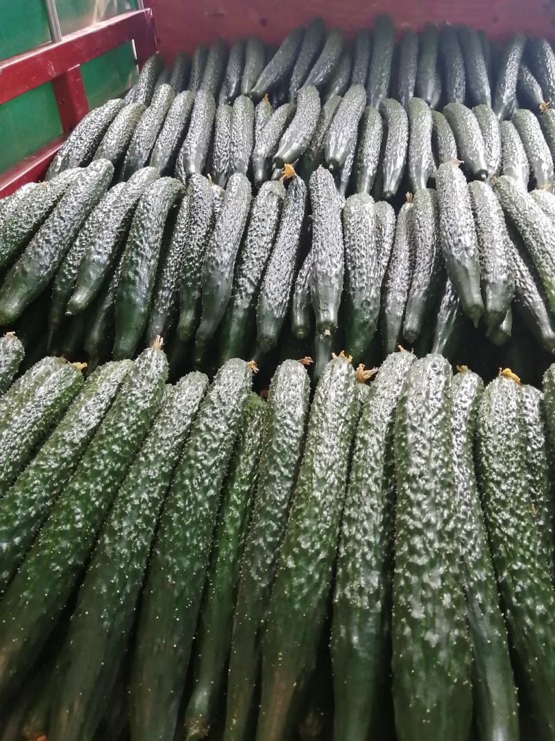 油亮蜜刺青瓜大量上市了，欢迎各位老板来电