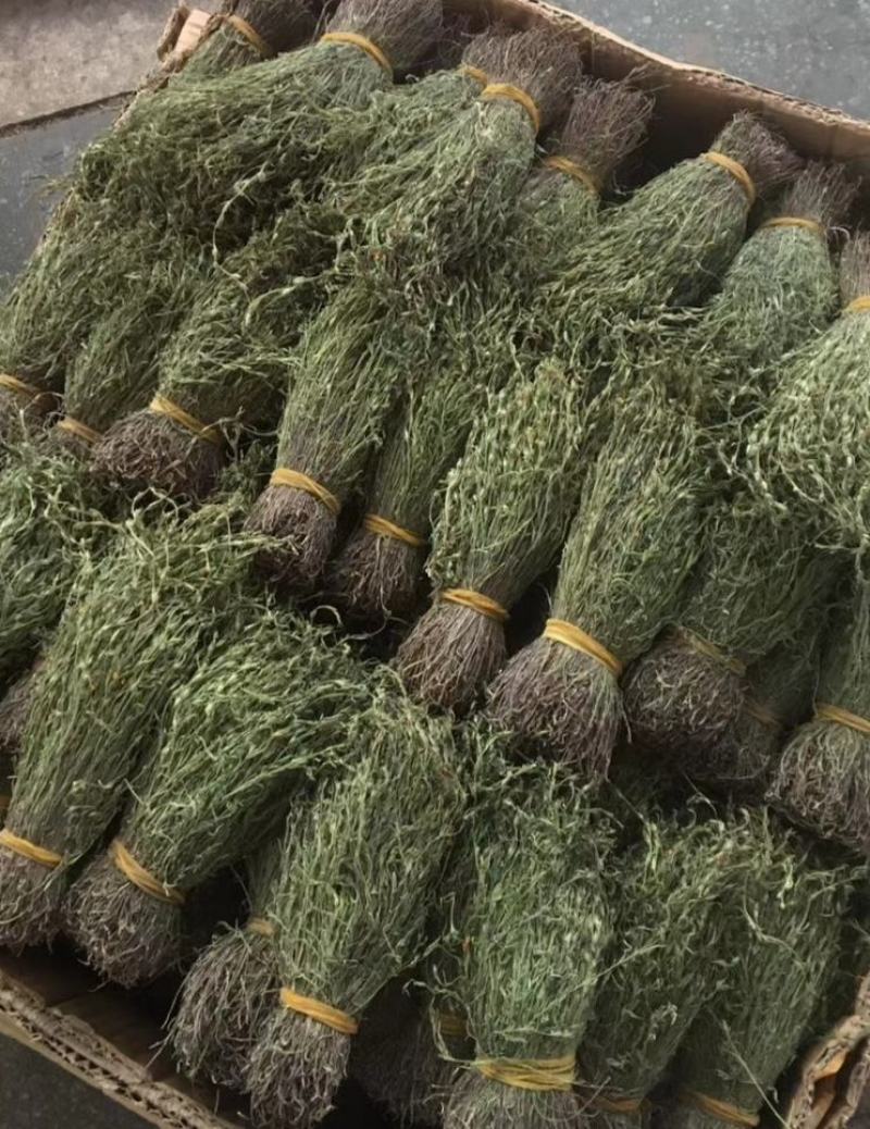 正宗独脚金！疳积草！纯干货无黄，颜色青绿！！质量保证！！