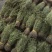 正宗独脚金！疳积草！纯干货无黄，颜色青绿！！质量保证！！