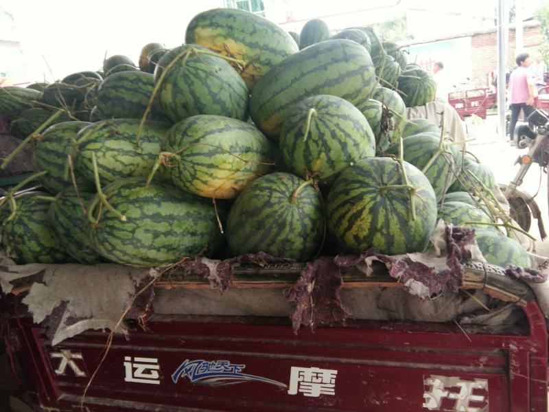 头茬精品春光62，花长西瓜