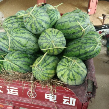 头茬精品春光62，花长西瓜