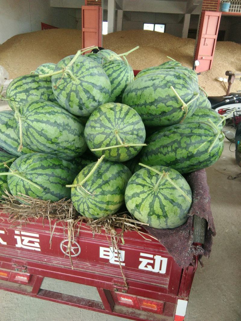 头茬精品春光62，花长西瓜