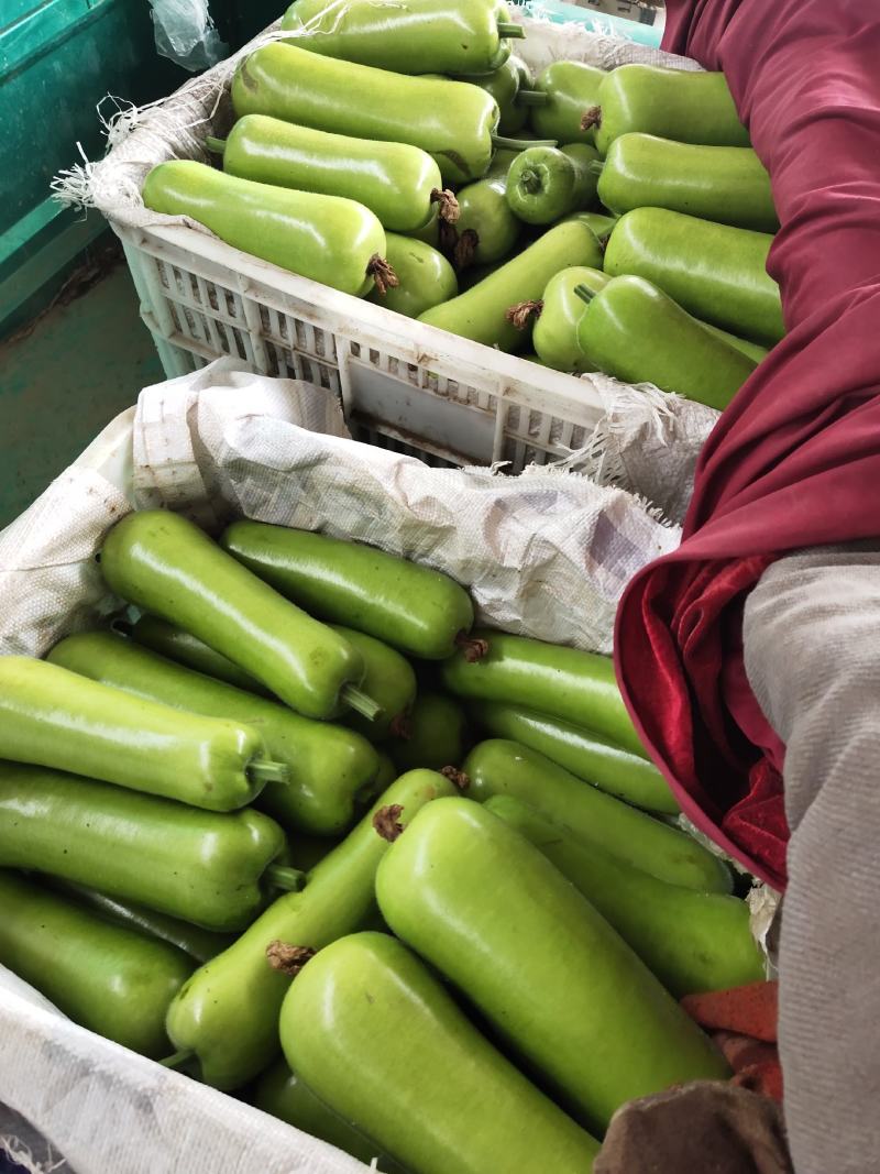 蔬菜，瓜类，瓠瓜，瓠子瓜长20到30公分左右
