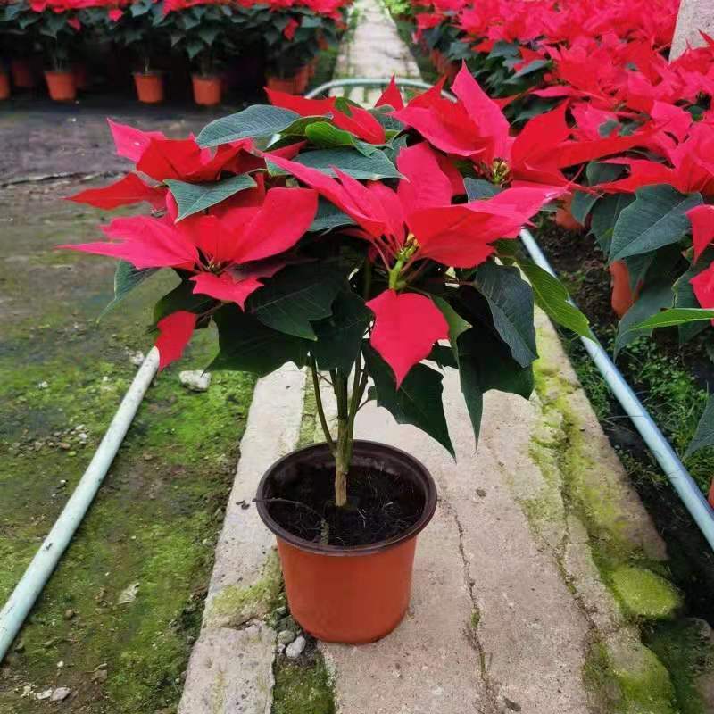一品红盆栽花苗圣诞花盆栽节日庆典花卉开花植物圣诞红中国红