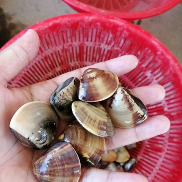 车螺蛤蜊