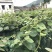 猕猴桃红心红阳中华50