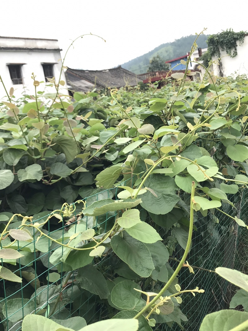 猕猴桃红心红阳中华50