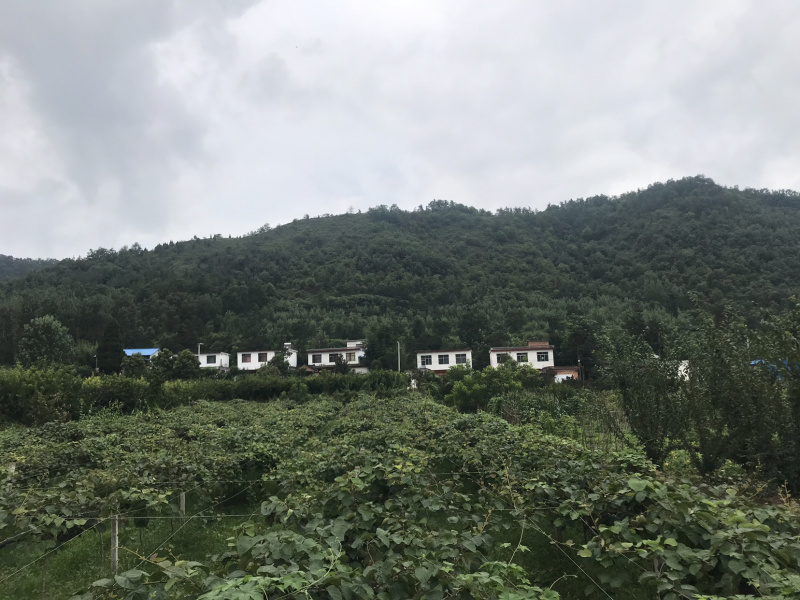 猕猴桃红心红阳中华50