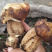 深山野生牛肝菌鸡油菌，深山农户自采自销一手货源！