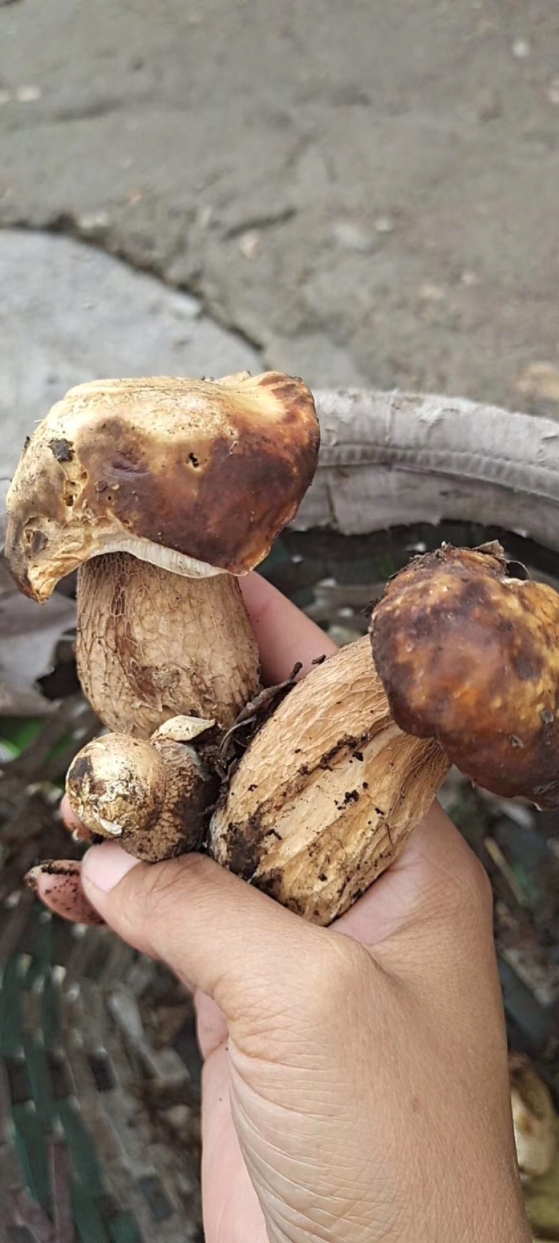 深山野生牛肝菌鸡油菌，深山农户自采自销一手货源！