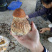 深山野生牛肝菌鸡油菌，深山农户自采自销一手货源！