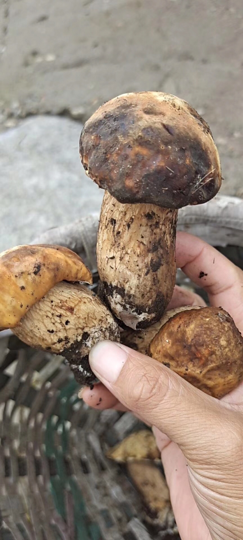 深山野生牛肝菌鸡油菌，深山农户自采自销一手货源！
