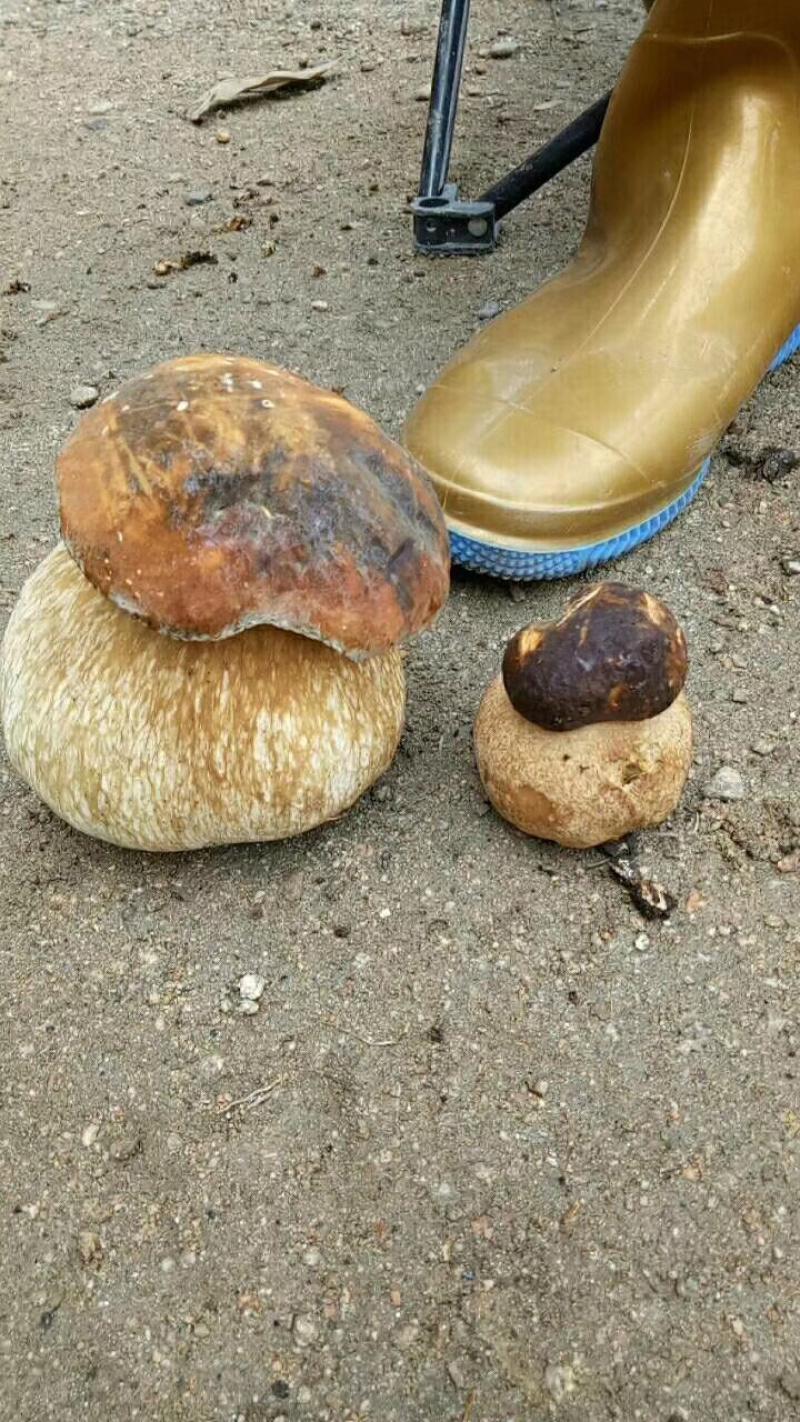 深山野生牛肝菌鸡油菌，深山农户自采自销一手货源！