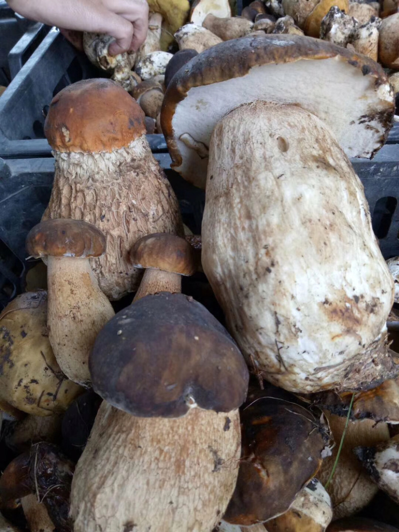 深山野生牛肝菌鸡油菌，深山农户自采自销一手货源！