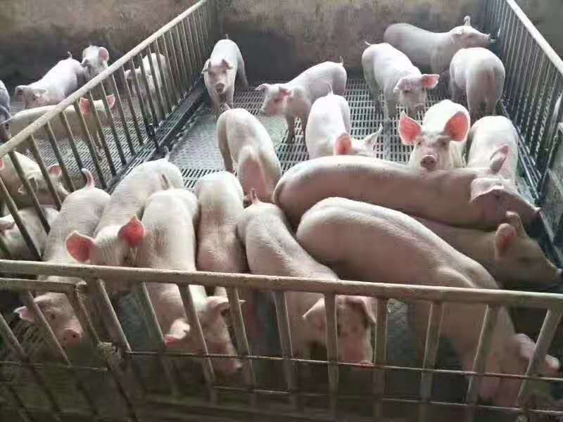 猪场常年出售【内外三元仔猪、长白、大约克、杜洛克、母猪】