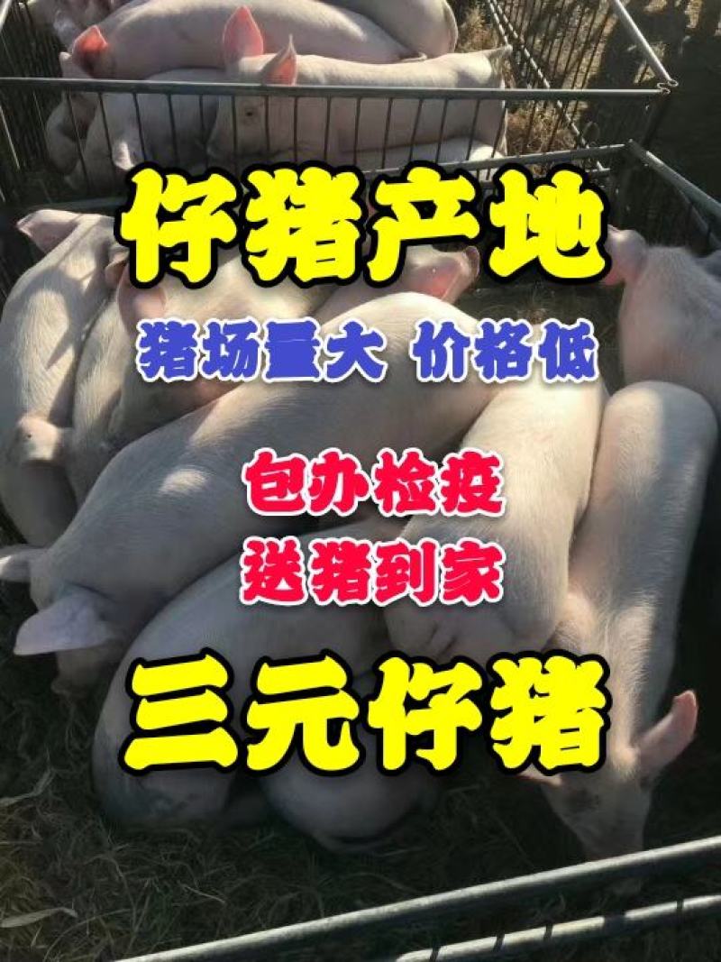 猪场常年出售【内外三元仔猪、长白、大约克、杜洛克、母猪】