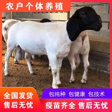 杜泊羊哪里有出售的澳洲白绵羊价格小尾寒羊养殖基地