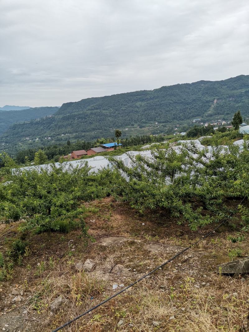五月脆精品颗颗饱满，颜色百里透红，味道地道
