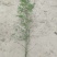 麻竹苗甜竹苗基地直销包成活质量很好量大