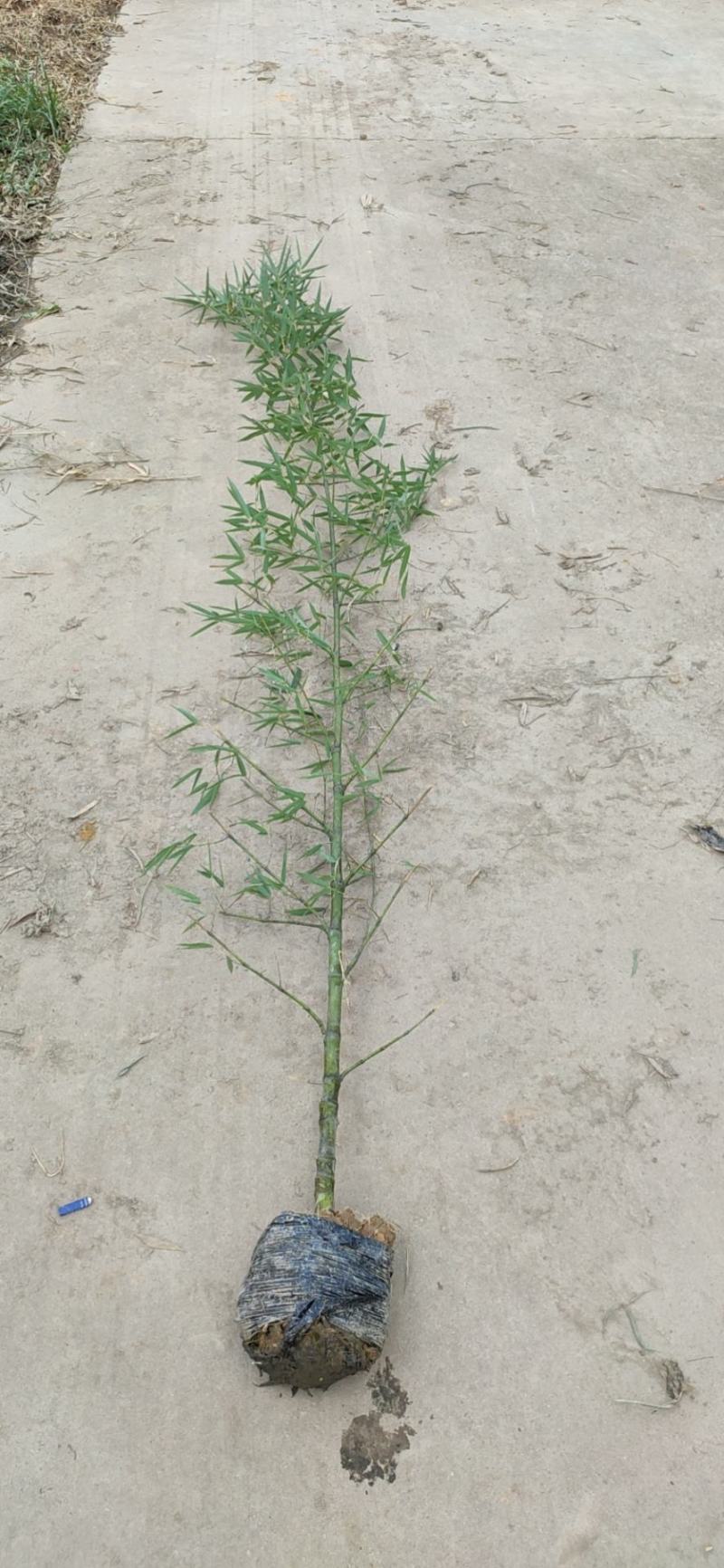 麻竹苗甜竹苗基地直销包成活质量很好量大