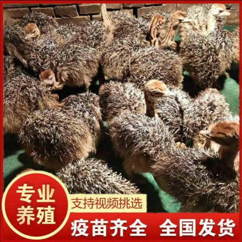 鸵鸟苗价格养鸵鸟致富优质鸵鸟苗批发鸵鸟肉价格