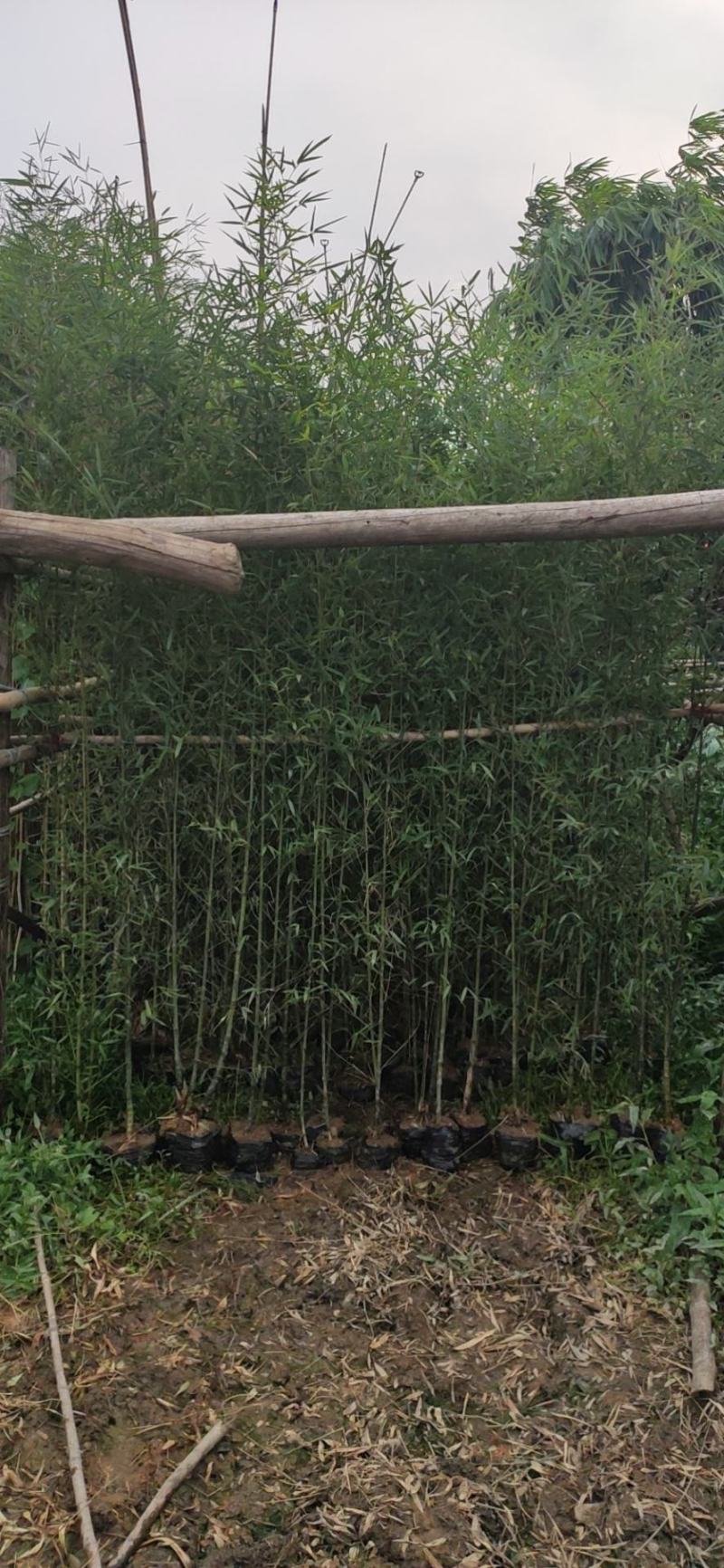 佛肚竹罗汉竹质量保证价格实惠成活很好