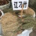 辽刁竹扎把青绿色干净根部2020年新货，