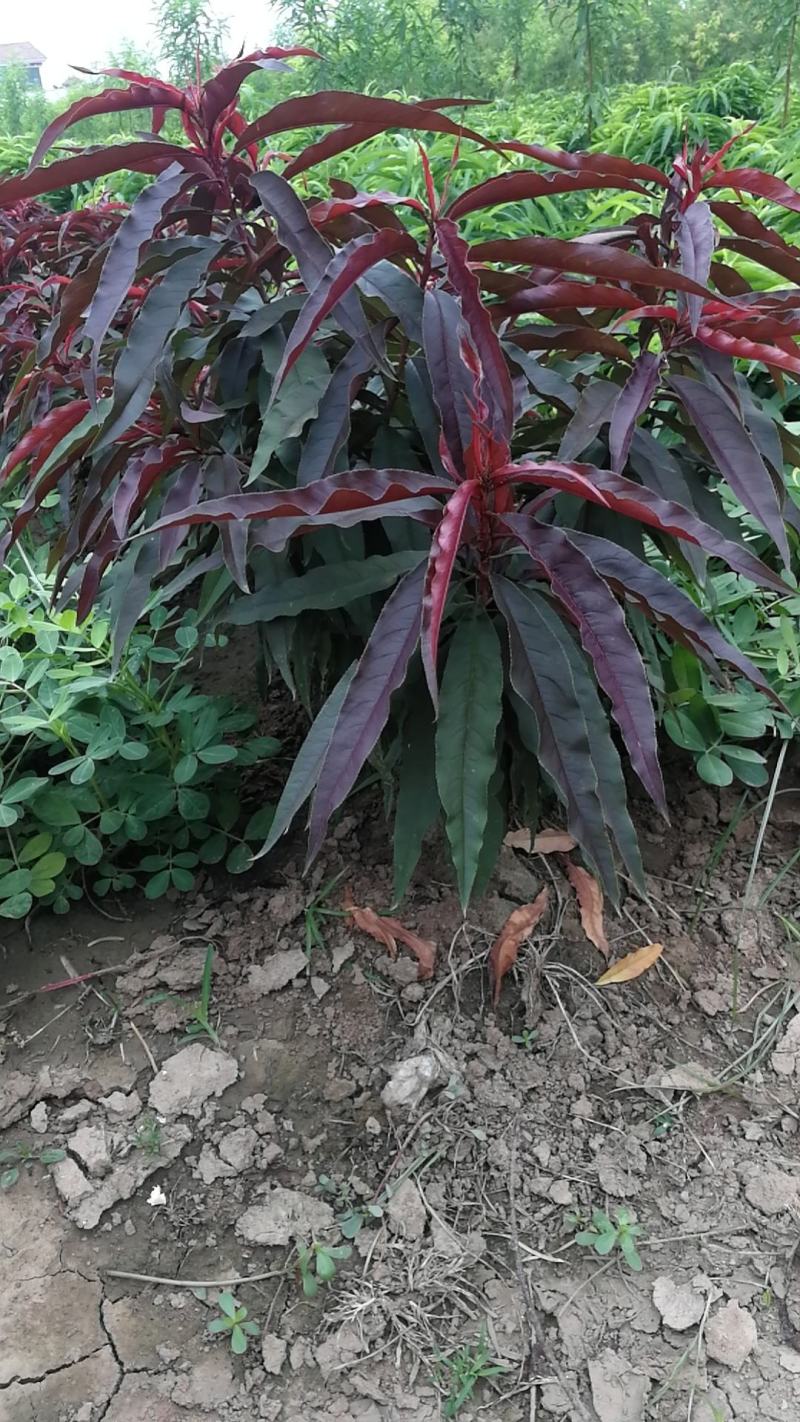 寿星碧桃，又称青红伞碧桃。河南鄢陵货源无中介
