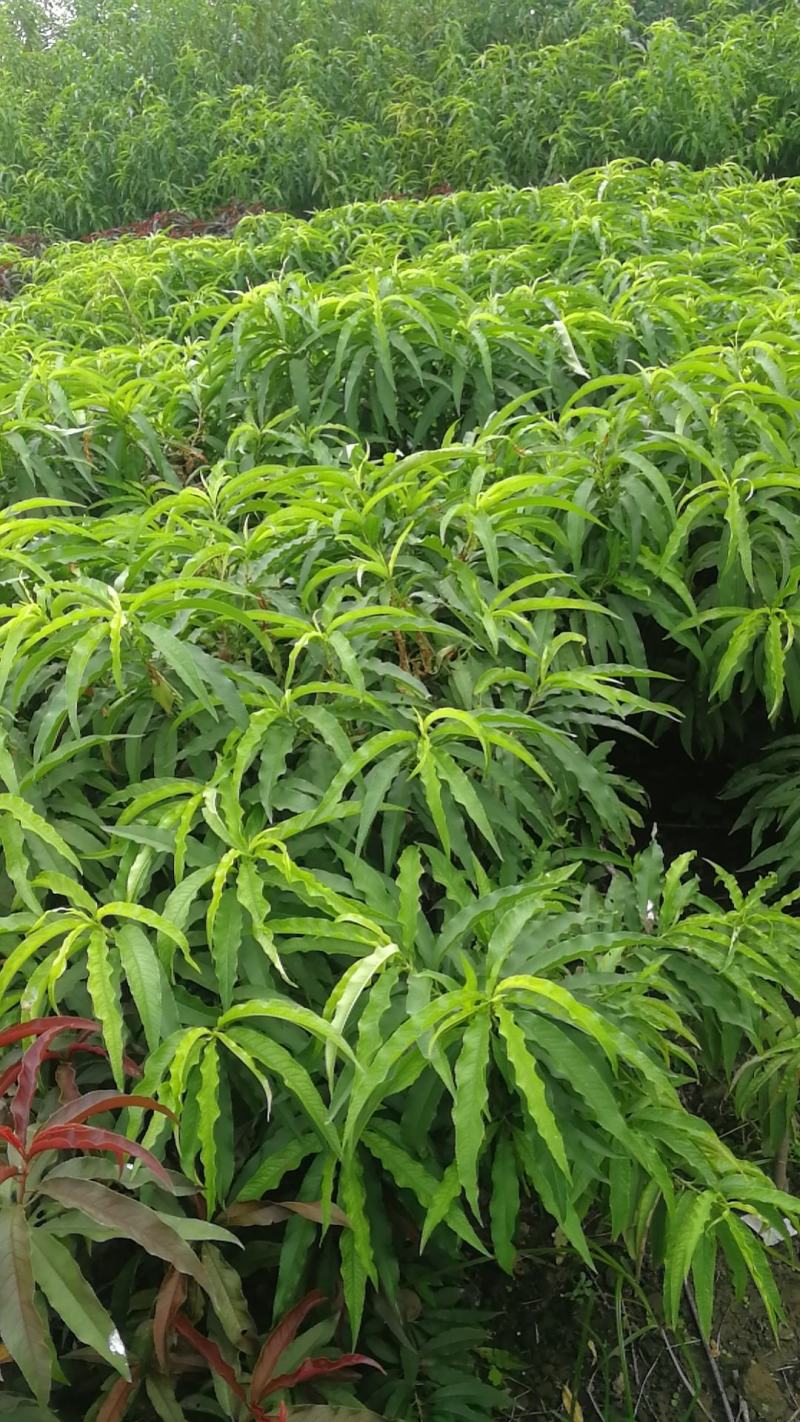 寿星碧桃，又称青红伞碧桃。河南鄢陵货源无中介