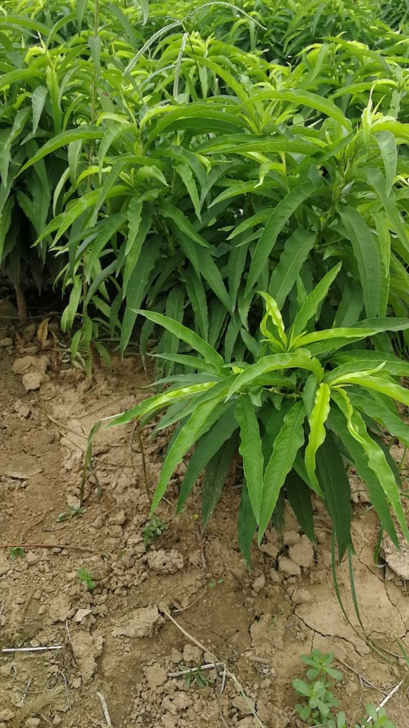 寿星碧桃，又称青红伞碧桃。河南鄢陵货源无中介