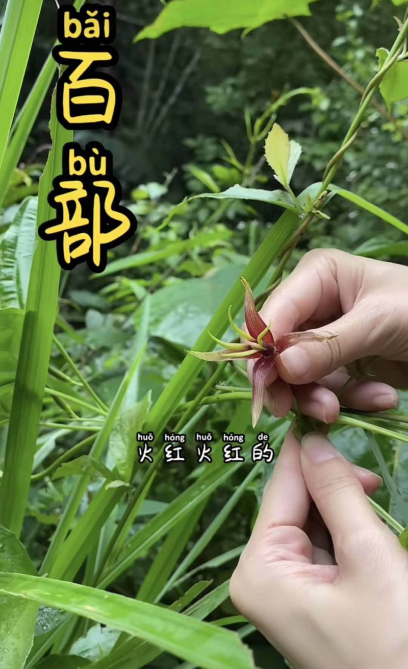 百部种子，大叶百部，种苗，提供技术指导，回收，一件代发