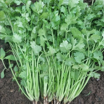 大叶香菜