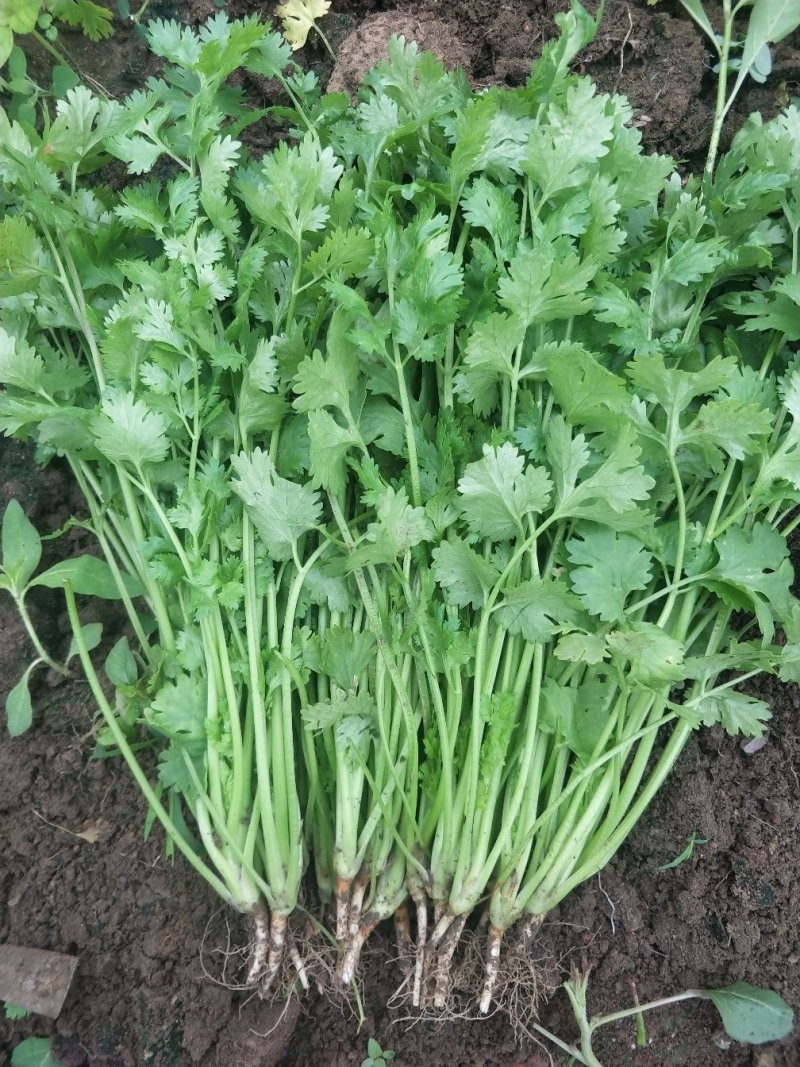 大叶香菜
