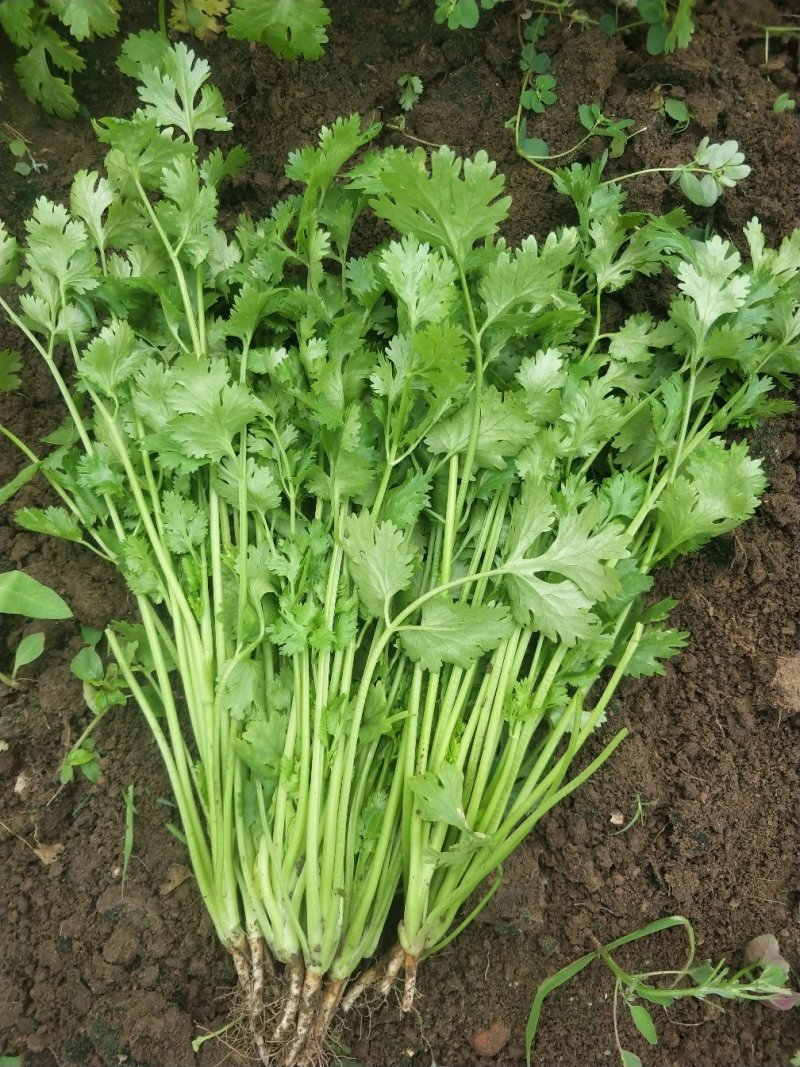 大叶香菜