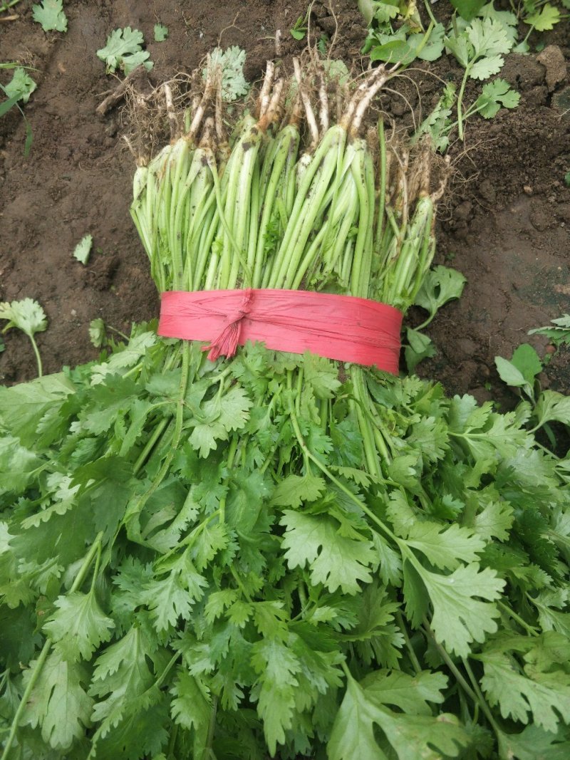 大叶香菜