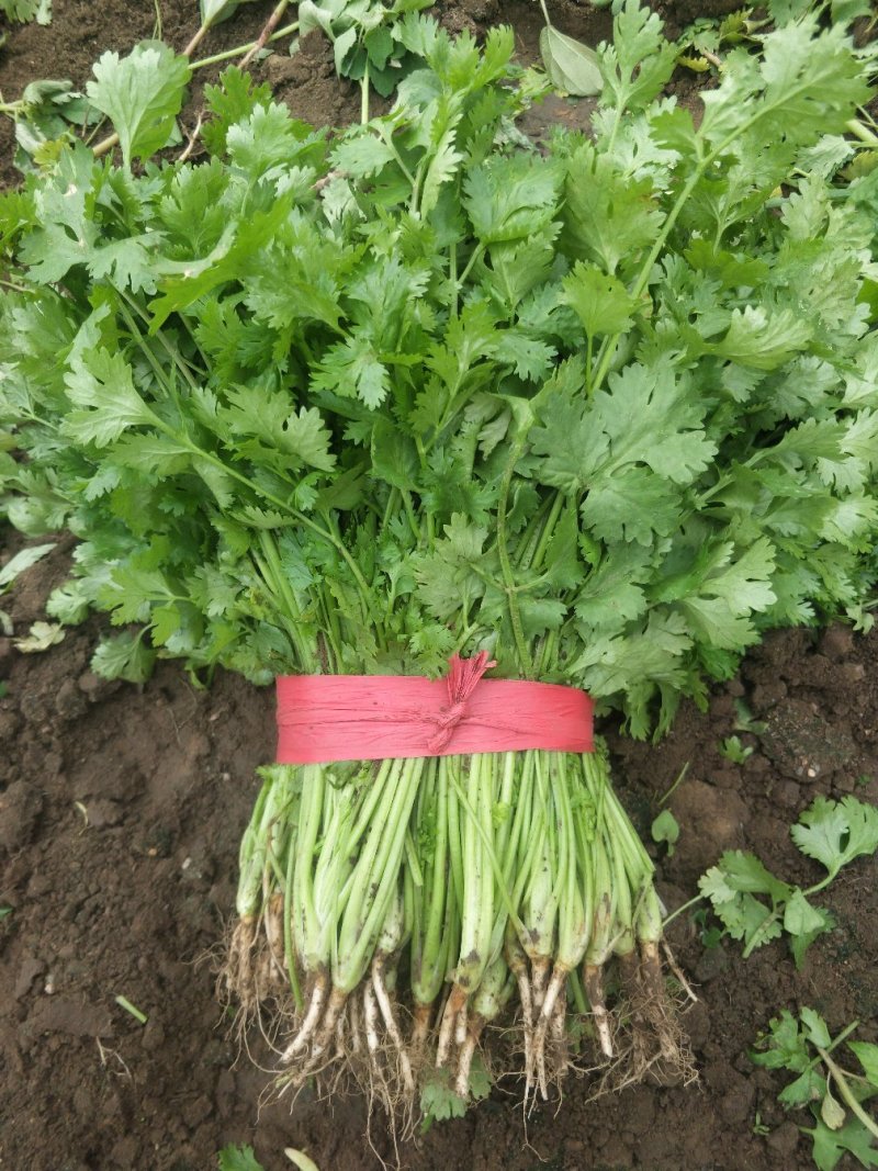 大叶香菜