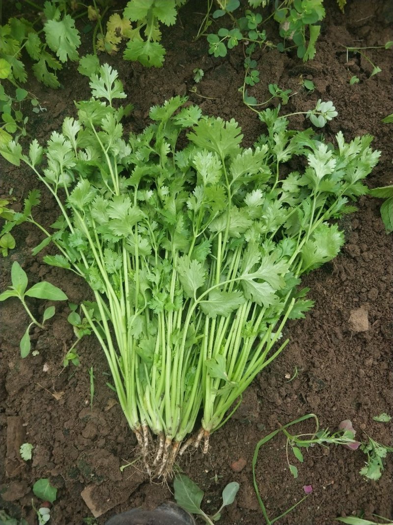 大叶香菜