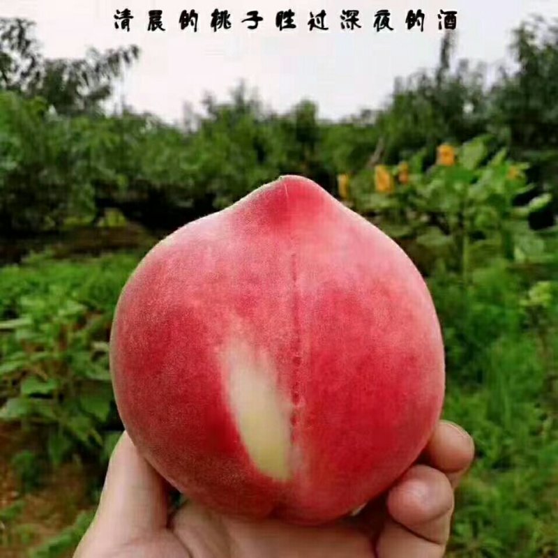 秦安水蜜桃北京七号