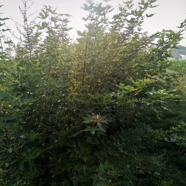二年生五角枫苗质量杠杠地
