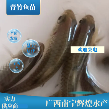 青竹鱼苗青竹鲤鱼苗，青竹鲩鱼苗量大从优全国发货