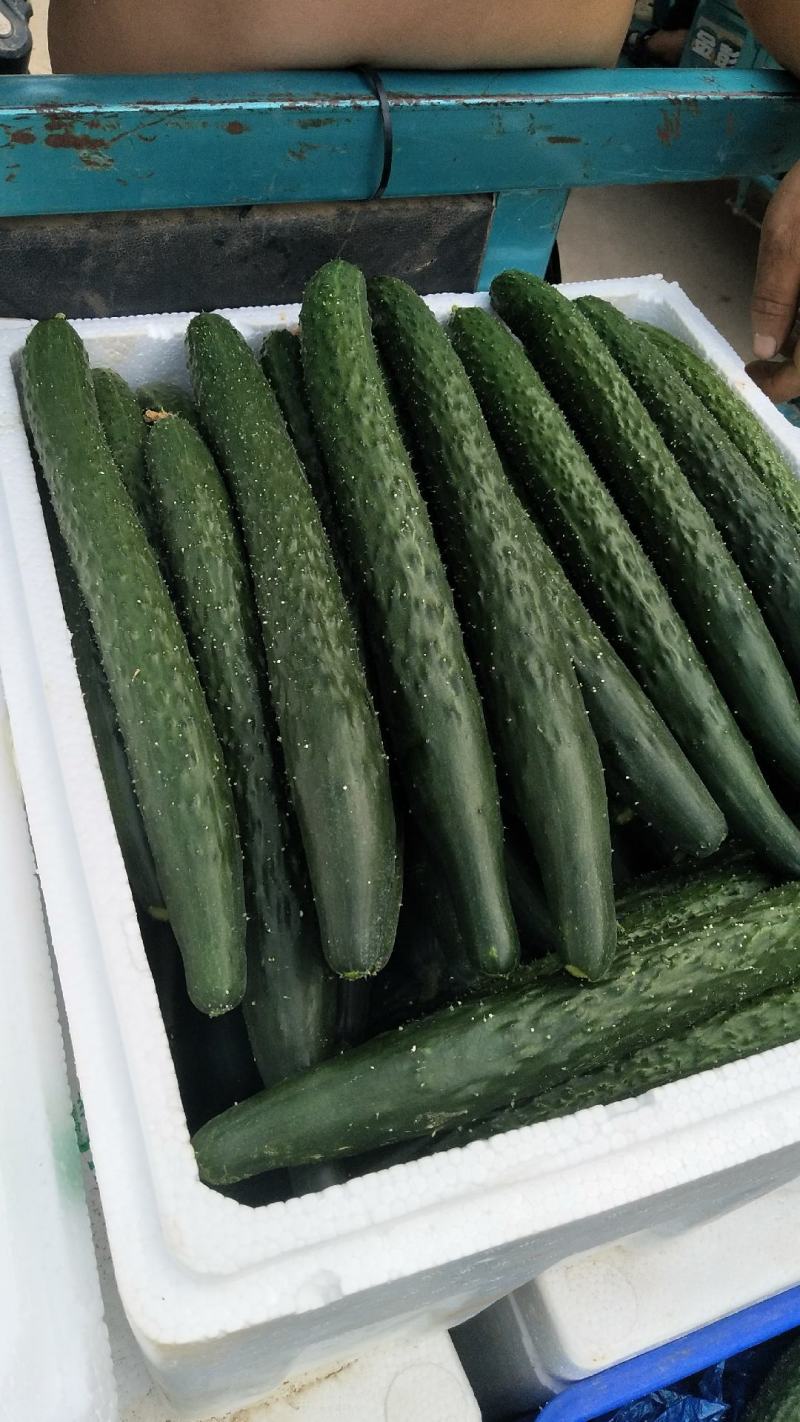 黄瓜果蔬菜94451