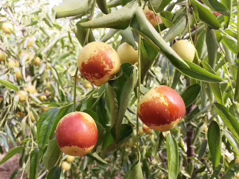 自家果园陕西大荔冬枣